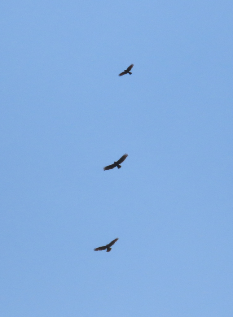 Buzzards-and_Corvid
